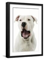 Argentinian Mastiff with Mouth Open-null-Framed Photographic Print