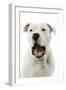 Argentinian Mastiff with Mouth Open-null-Framed Photographic Print