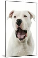 Argentinian Mastiff with Mouth Open-null-Mounted Photographic Print