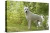 Argentinian Mastiff-null-Stretched Canvas
