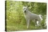 Argentinian Mastiff-null-Stretched Canvas