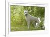 Argentinian Mastiff-null-Framed Photographic Print