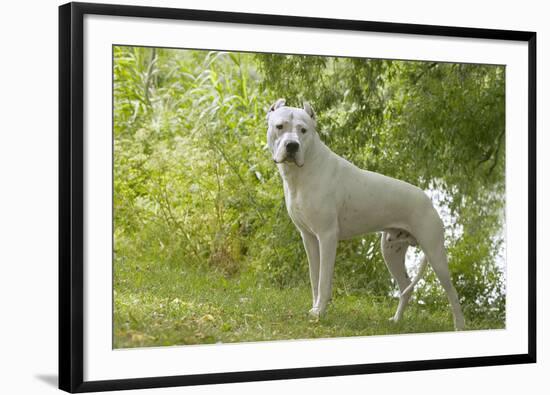 Argentinian Mastiff-null-Framed Photographic Print