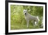 Argentinian Mastiff-null-Framed Photographic Print