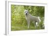 Argentinian Mastiff-null-Framed Photographic Print