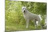 Argentinian Mastiff-null-Mounted Photographic Print