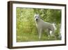 Argentinian Mastiff-null-Framed Photographic Print