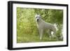 Argentinian Mastiff-null-Framed Photographic Print