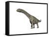 Argentinosaurus Dinosaur, White Background-null-Framed Stretched Canvas