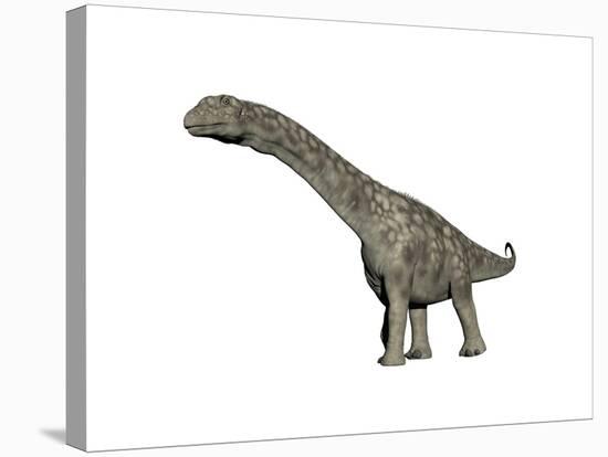 Argentinosaurus Dinosaur, White Background-null-Stretched Canvas