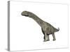Argentinosaurus Dinosaur, White Background-null-Stretched Canvas