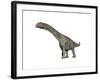 Argentinosaurus Dinosaur, White Background-null-Framed Art Print
