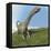 Argentinosaurus Dinosaur-null-Framed Stretched Canvas