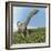 Argentinosaurus Dinosaur-null-Framed Art Print