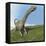 Argentinosaurus Dinosaur-null-Framed Stretched Canvas
