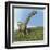 Argentinosaurus Dinosaur-null-Framed Art Print