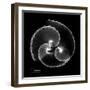 Argonaut Xray-Albert Koetsier-Framed Art Print