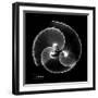 Argonaut Xray-Albert Koetsier-Framed Art Print