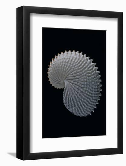 Argonauta Nodosa-Paul Starosta-Framed Photographic Print