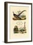 Argus Pheasant, 1833-39-null-Framed Giclee Print