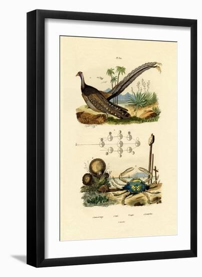 Argus Pheasant, 1833-39-null-Framed Giclee Print