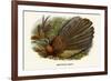 Argus Pheasant-Birds Of Asia-John Gould-Framed Art Print