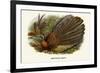 Argus Pheasant-Birds Of Asia-John Gould-Framed Art Print