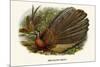 Argus Pheasant-Birds Of Asia-John Gould-Mounted Art Print