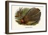 Argus Pheasant-Birds Of Asia-John Gould-Framed Premium Giclee Print