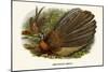 Argus Pheasant-Birds Of Asia-John Gould-Mounted Premium Giclee Print