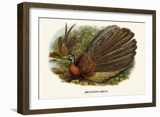 Argus Pheasant-Birds Of Asia-John Gould-Framed Art Print