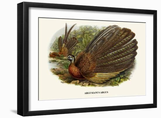 Argus Pheasant-Birds Of Asia-John Gould-Framed Art Print