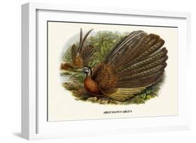 Argus Pheasant-Birds Of Asia-John Gould-Framed Art Print