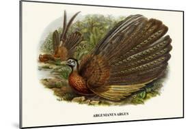 Argus Pheasant-Birds Of Asia-John Gould-Mounted Art Print