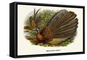 Argus Pheasant-Birds Of Asia-John Gould-Framed Stretched Canvas