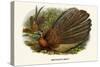Argus Pheasant-Birds Of Asia-John Gould-Stretched Canvas