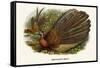 Argus Pheasant-Birds Of Asia-John Gould-Framed Stretched Canvas