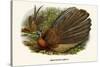 Argus Pheasant-Birds Of Asia-John Gould-Stretched Canvas