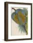 Argus Pheasant-null-Framed Photographic Print