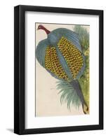 Argus Pheasant-null-Framed Photographic Print