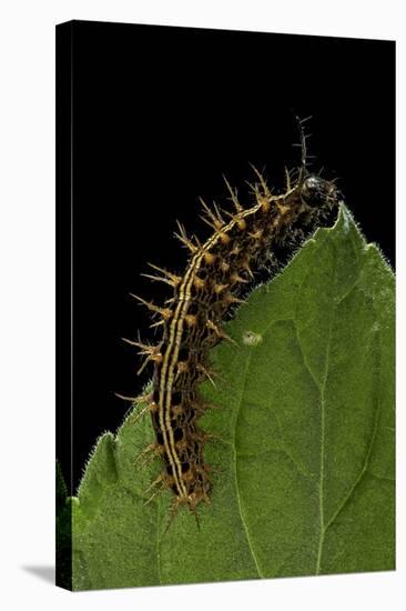 Argynnis Paphia (Silver-Washed Fritillary) - Caterpillar-Paul Starosta-Stretched Canvas