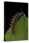 Argynnis Paphia (Silver-Washed Fritillary) - Caterpillar-Paul Starosta-Stretched Canvas