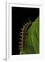 Argynnis Paphia (Silver-Washed Fritillary) - Caterpillar-Paul Starosta-Framed Premium Photographic Print