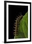 Argynnis Paphia (Silver-Washed Fritillary) - Caterpillar-Paul Starosta-Framed Premium Photographic Print