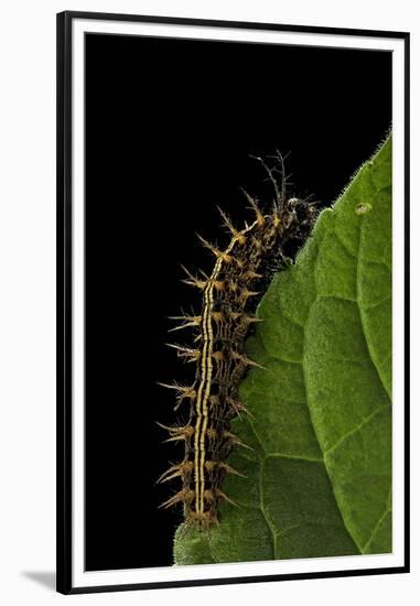 Argynnis Paphia (Silver-Washed Fritillary) - Caterpillar-Paul Starosta-Framed Premium Photographic Print