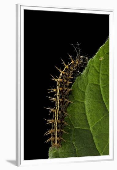 Argynnis Paphia (Silver-Washed Fritillary) - Caterpillar-Paul Starosta-Framed Premium Photographic Print