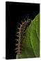 Argynnis Paphia (Silver-Washed Fritillary) - Caterpillar-Paul Starosta-Stretched Canvas