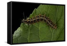 Argynnis Paphia (Silver-Washed Fritillary) - Caterpillar-Paul Starosta-Framed Stretched Canvas