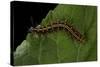 Argynnis Paphia (Silver-Washed Fritillary) - Caterpillar-Paul Starosta-Stretched Canvas