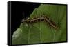 Argynnis Paphia (Silver-Washed Fritillary) - Caterpillar-Paul Starosta-Framed Stretched Canvas